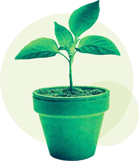 Illustration of a potted plant